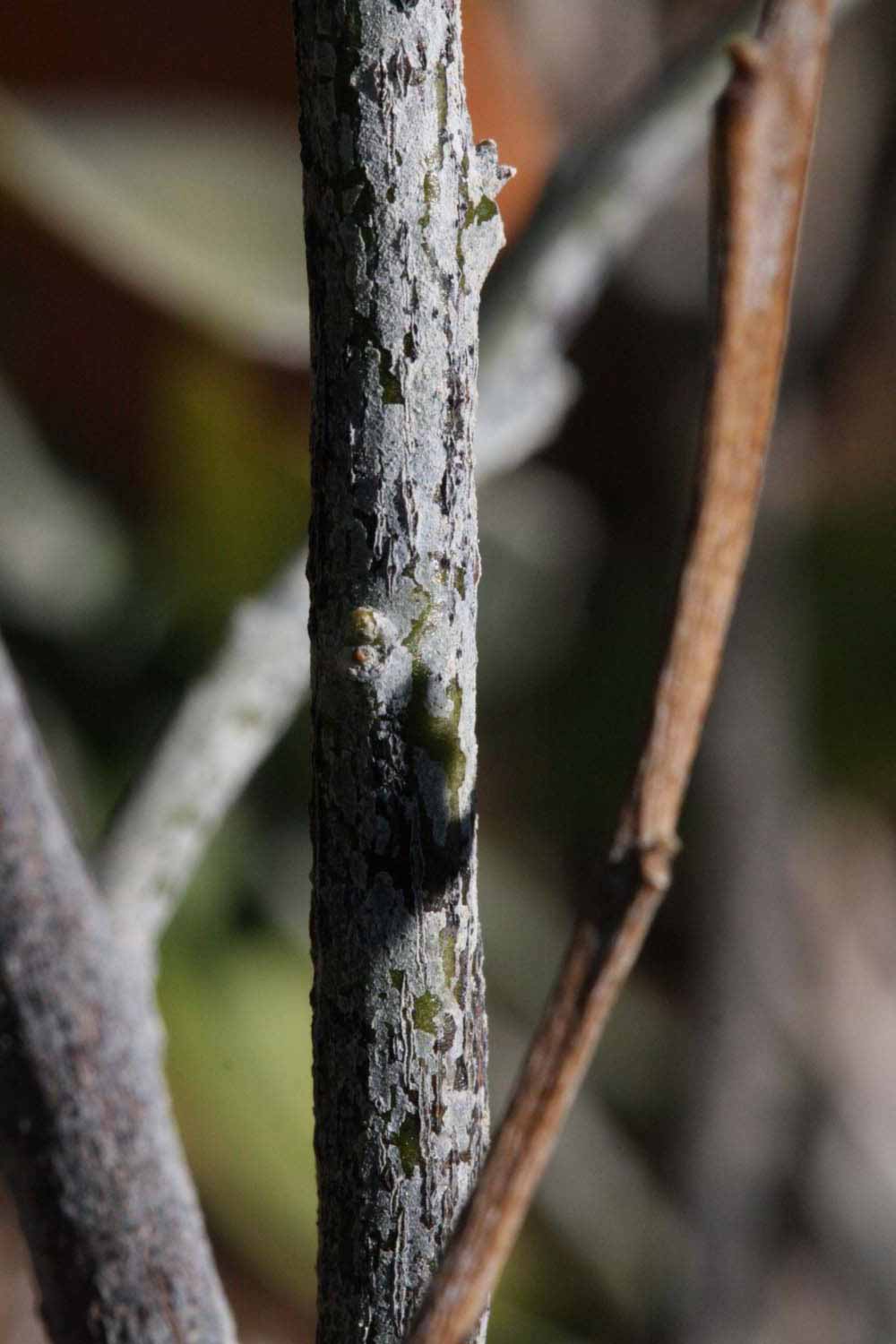              Second - third year twig (Riverside,   CA)       